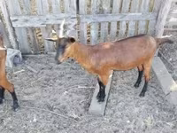 Cabra, Alpine goat — foto 1