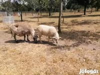 Ovca, White Suffolk sheep — fotografija 5