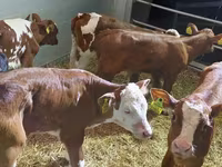 Goveda (partija, pol nije naveden), Simmental cattle — fotografija 2