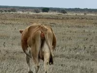 Krowa, Latvian Blue cattle — zdjęcie 4