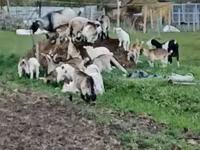 公山羊, Goats — 照片 2