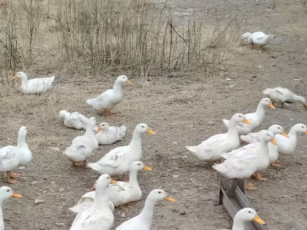 German Pekin