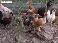 Chickens — fotografija 3