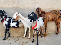 Goat, Goats — photo 2
