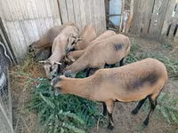 母羊, Cameroon sheep — 照片 1