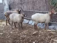 Brebis, Moutons — photo 2