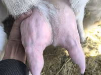 Taka, Gulabi goats — 5-rasm