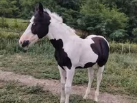 Cavalo, Gypsy horse — foto 7