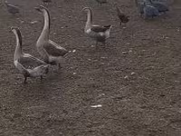 Geese — 写真 1