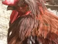 Chickens — Foto 2