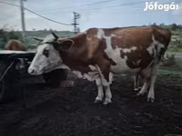 Bik, Simmental cattle — fotografija 1