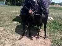 فرس, Nonius horse — الصورة 6