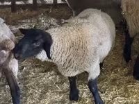 मेढ़ा, White Suffolk sheep — फ़ोटो 4