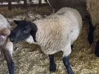 Ram, White Suffolk sheep — photo 4