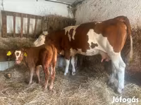 Krowa, Simmental cattle — zdjęcie 1