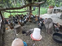 Gollandiya bantam — 8-rasm