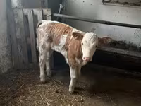 Бұқа, Simmental cattle — 1-сурет