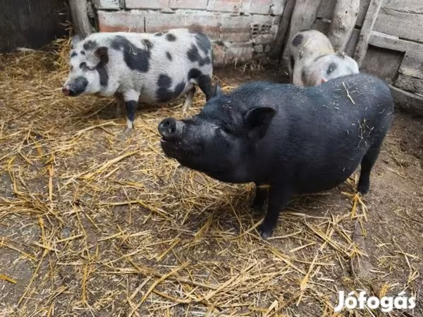 Krmača, Свиње