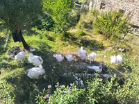 Turkeys — zdjęcie 1