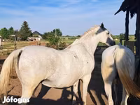 Yegua, Lipizzaner — foto 3