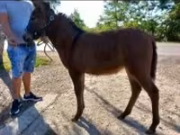 母马, Horses — 照片 1