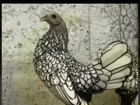 Chickens — fotografija 7