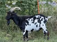 बकरा, बकरियाँ — फ़ोटो 5