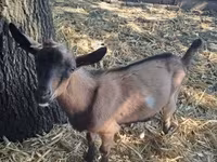 تيس, Alpine goat — الصورة 1
