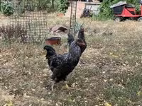 Chickens — الصورة 2
