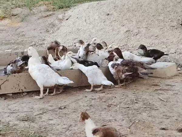 domaća muskovska patka