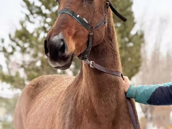 Kobyła, Akhal-Teke