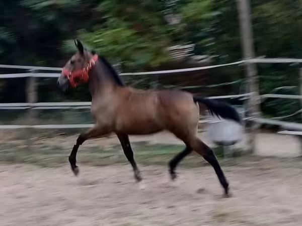 Кобила, Lipizzaner
