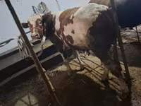 Bik, Ukrainian Red Pied Dairy cattle — fotografija 2