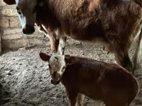Vache, Latvian Blue cattle — photo 2