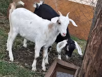Теке, Nubian Goat — 2-сурет