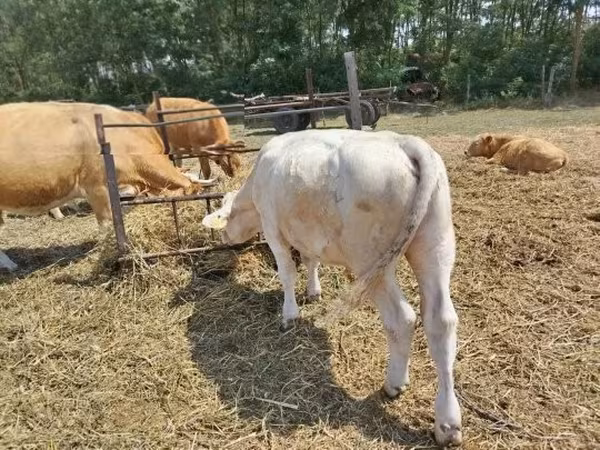 सांड, Charolais cattle
