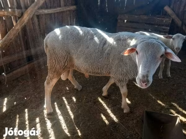 Baran, Owce — Węgry