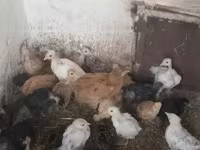 Chickens — الصورة 2