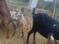 Ziege, Nubian Goat — Foto 1