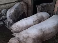 Мегежін, Шошқалар — 3-сурет