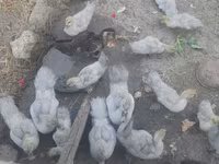 Ducks — photo 4