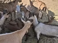 Ziegen (Partie, Geschlecht nicht angegeben), Alpine goat — Foto 1