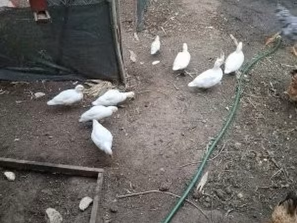Ducks — Węgry