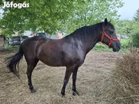 घोड़ी, Hungarian horse breed — फ़ोटो 4