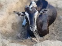 Коза, Toggenburg goat — фото 4