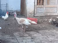 Turkeys — Foto 2