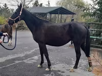 Kobila, Akhal-Teke — fotografija 3