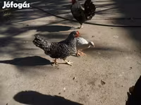 Guinea fowl — fotografija 2