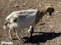 母山羊, Goats — 照片 7