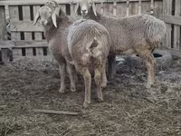 Owca, Arashan sheep — zdjęcie 5
